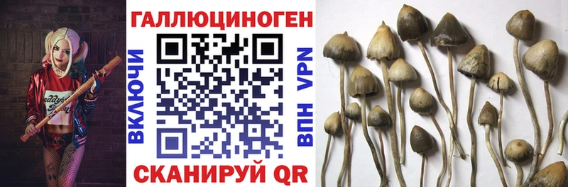 купить наркотики сайты  Калининск  кракен вход  Галлюциногенные грибы GOLDEN TEACHER 